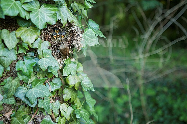 Eurasian Wren - Zaunkönig - Troglodytes troglodytes troglodytes, Germany, adult at nest stock-image by Agami/Ralph Martin,