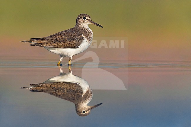 Common Sandpiper (Actits hypoleucos) standing in a shallow pond in Italy. stock-image by Agami/Daniele Occhiato,
