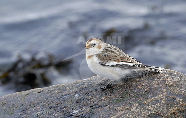 Snow Bunting (Plectrophenax nivalis nivalis) wintering at Helsingør in Denmark. Perched on a rock seen from the side. stock-image by Agami/Helge Sorensen,