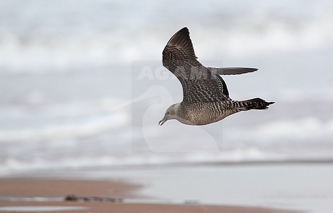 Long-tailed Skua (1cy) at Mellby Strand, Halland, Sweden stock-image by Agami/Helge Sorensen,
