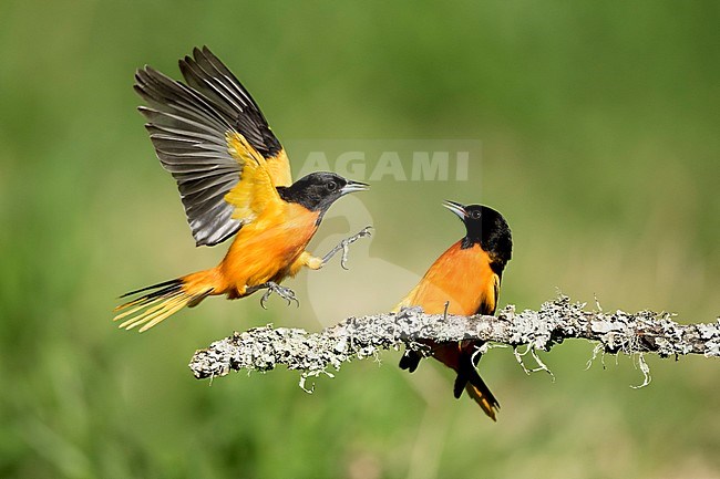 Two fighting males Baltimore Oriole (Icterus galbula) during spring migration at Galveston County, Texas, United States. Perched on a branch. stock-image by Agami/Brian E Small,