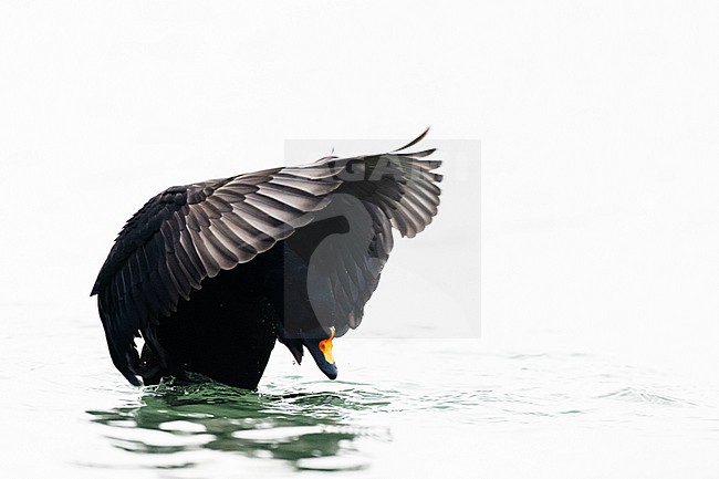  stock-image by Agami/Menno van Duijn,