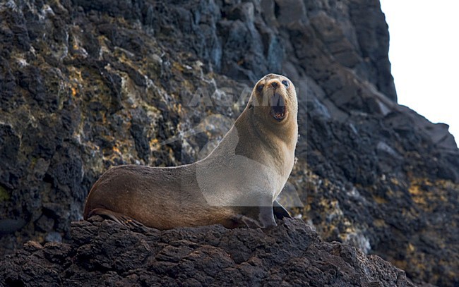 Subantarctische Pelsrob; Subantarctic Fur Seal stock-image by Agami/Marc Guyt,