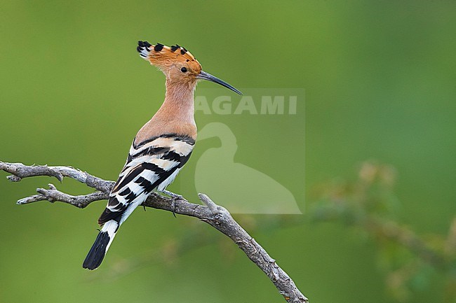 Eurasian Hoopoe, Upupa epops, in Italy. stock-image by Agami/Daniele Occhiato,