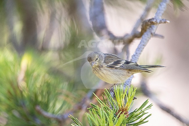 Citril Finch (Serinus citrinella) in Spanish pre-Pyrenees during summer. stock-image by Agami/Marc Guyt,