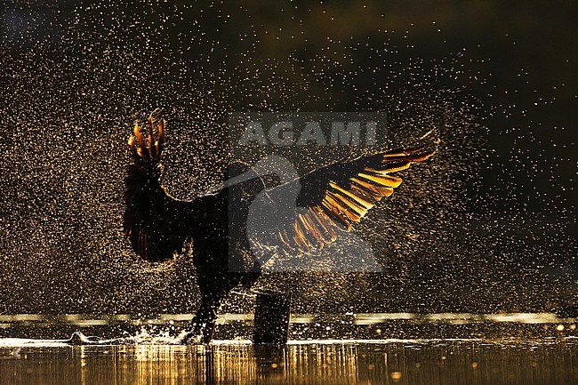  stock-image by Agami/Menno van Duijn,