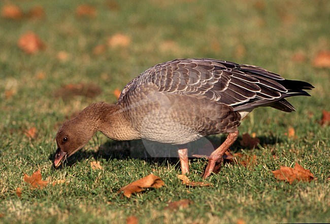 Kleine Rietgans, Pink-footed Goose, Anser brachyrhynchos stock-image by Agami/Markus Varesvuo,