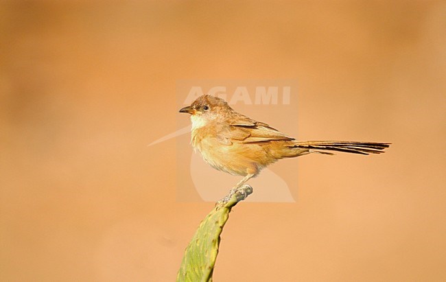 Bruingele Babbelaar, Fulvous babbler stock-image by Agami/Arnoud B van den Berg ,