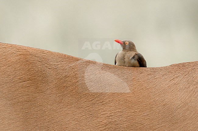 Roodsnavelossenpikker, Red-billed Oxpecker, stock-image by Agami/Walter Soestbergen,