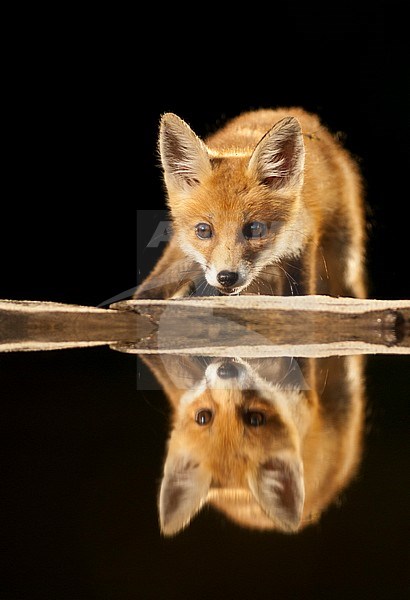 Jonge Vos bij drinkplaats; Immature Red Fox at drinking station stock-image by Agami/Bence Mate,