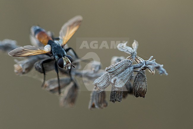 Cylindromyia sp. - Raupenfliege, Romania, imago stock-image by Agami/Ralph Martin,