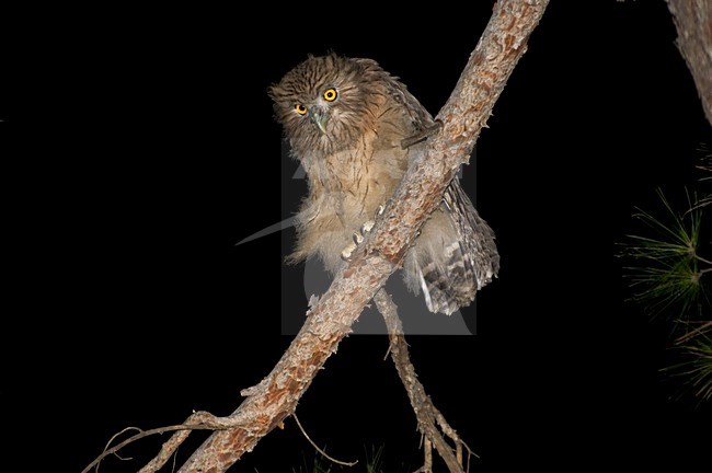 Turkish Fish Owl, Ketupa semenowi stock-image by Agami/Arnoud B van den Berg ,