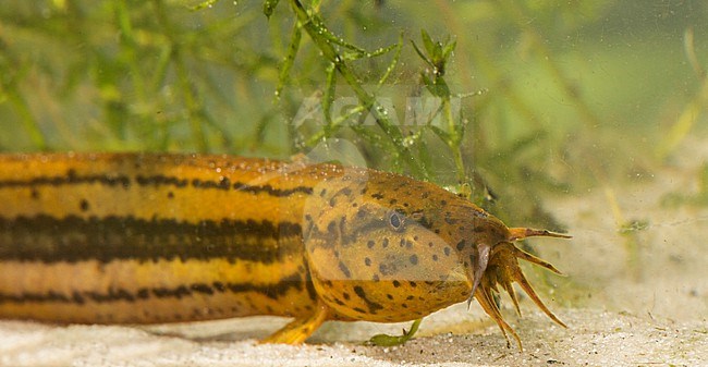 European Weatherfish foraging stock-image by Agami/Theo Douma,