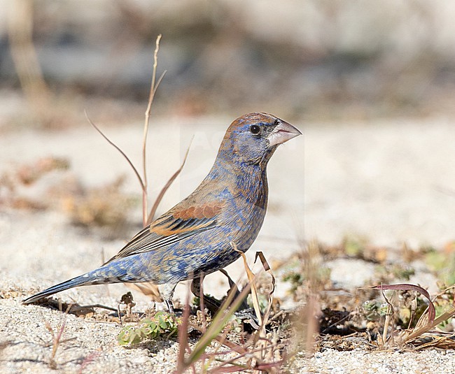 Blue Grosbeak (Passerina caerulea) in North America. Male in winter plumage. stock-image by Agami/Ian Davies,