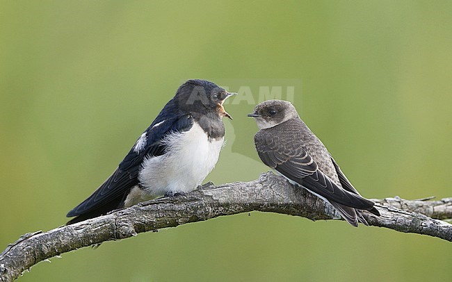 Barn Swallow, Hirundo rustica, juvenile with Sand Martin, Amager, Denmark stock-image by Agami/Helge Sorensen,