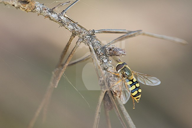 Eupeodes corollae - Gemeine Feldschwebfliege, Romania, imago stock-image by Agami/Ralph Martin,