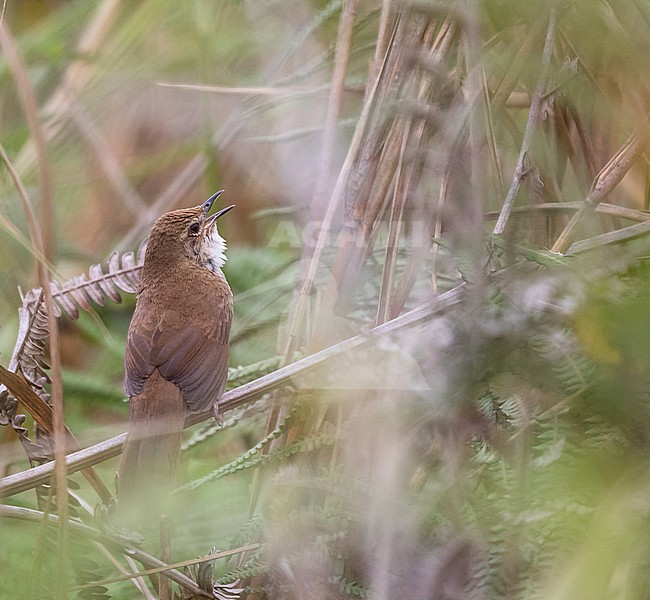 Dalat Bush Warbler (Locustella idonea) in Vietnam. stock-image by Agami/Pete Morris,