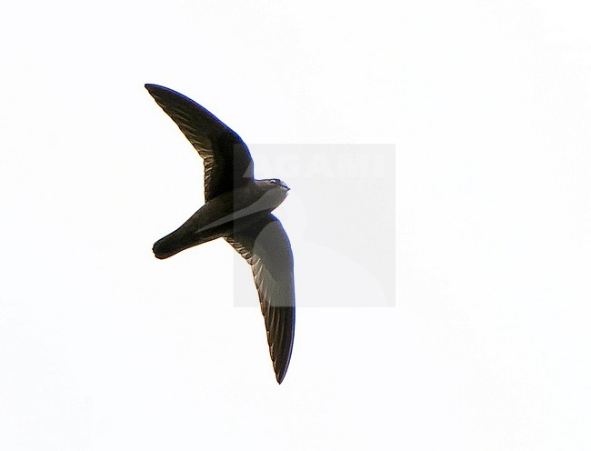 White-chinned swift (Cypseloides cryptus) in Northern Peru. stock-image by Agami/Dani Lopez-Velasco,