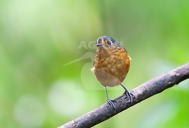Grijskapdwergmierpitta, Slate-crowned Antpitta stock-image by Agami/Marc Guyt,