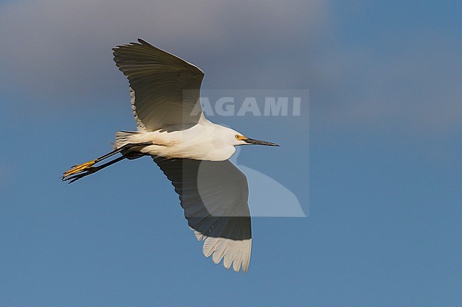 Adult breeding
Galveston Co., TX
April 2012 stock-image by Agami/Brian E Small,