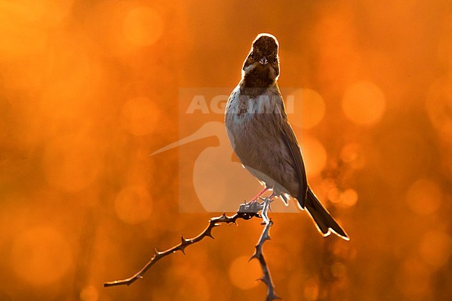 Wintering Common Reed Bunting (Emberiza schoeniclus) perched on a small twig in a rural field in Italy. Photographed with backlight. stock-image by Agami/Daniele Occhiato,