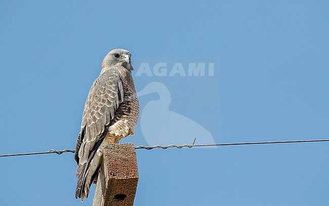 Adult Swainson's Hawk, Buteo swainsoni, at Twin Falls, Idaho, United States. Perched at a pole during autumn. stock-image by Agami/Ian Davies,