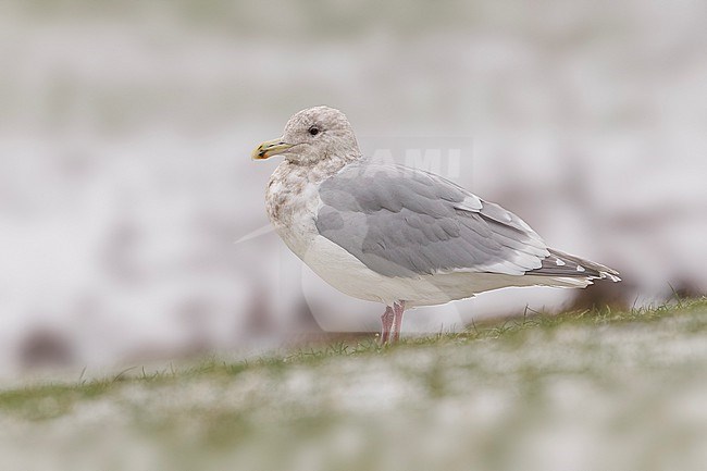 Adult winter Glaucous-winged Gull
(Larus glaucescens) sitting in Arhus, Jutland, Denmark. stock-image by Agami/Vincent Legrand,