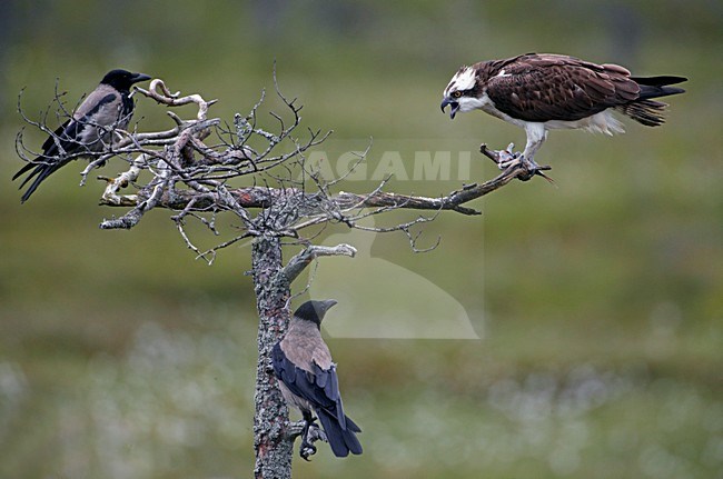 Visarend in zit; Osprey perched stock-image by Agami/Markus Varesvuo,