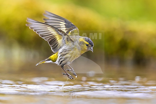 Male Eurasian Siskin, Spinus spinus, in Italy. stock-image by Agami/Daniele Occhiato,