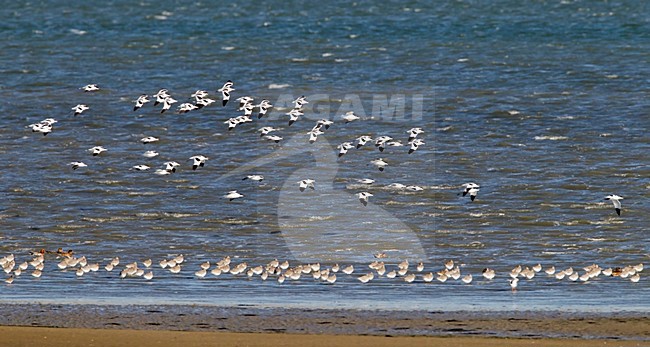 Steltlopers op hoogwatervluchtplaats Texel, Waders at High tide roost on Texel stock-image by Agami/Roy de Haas,