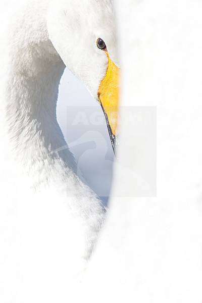 Whooper Swan (Cygnus cygnus) in winter surronding. stock-image by Agami/Marcel Burkhardt,
