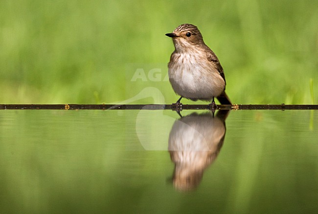 Grauwe Vliegenvanger bij drinkplaats; Spotted Flycatcher at drinking site stock-image by Agami/Marc Guyt,