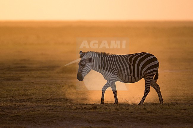 A Common zebra, Equus quagga, walking in Amboseli National Park during sunset. Amboseli National Park, Kenya, Africa. stock-image by Agami/Sergio Pitamitz,