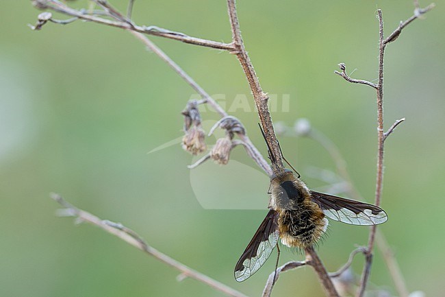 Bombylius major - Large bee-fly - Große Wollschweber, Germany (Baden-Württemberg), imago, female stock-image by Agami/Ralph Martin,