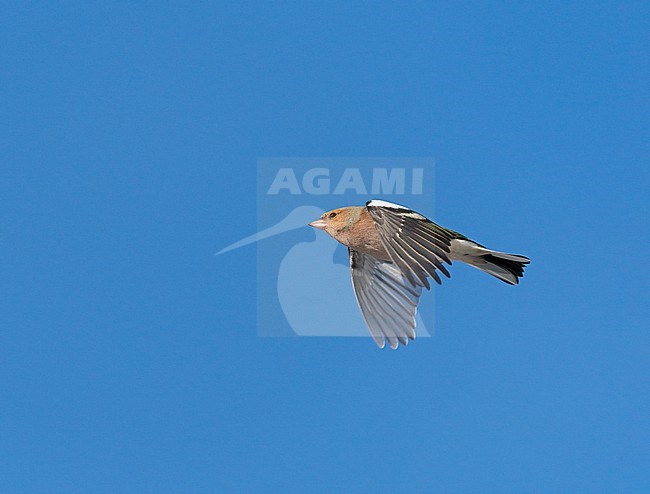 Male Common Chaffinch (Fringilla coelebs) flying, migrating in blue sky, showing underside stock-image by Agami/Ran Schols,