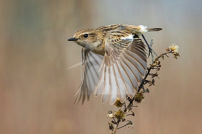 Vrouwtje Roodborsttapuit; Female European Stonechat stock-image by Agami/Daniele Occhiato,
