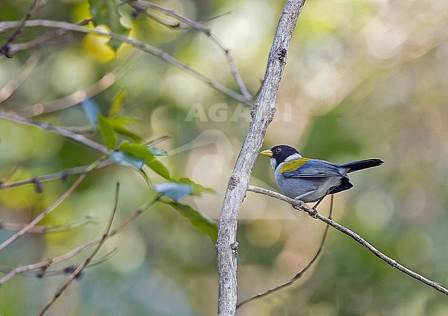 Golden-winged Sparrow (Arremon schlegeli) in Colombia. stock-image by Agami/Pete Morris,