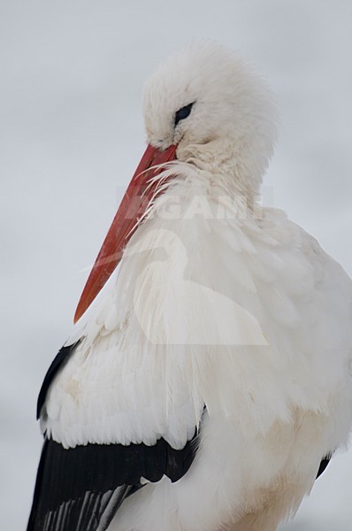 Ooievaar in de winter; White Stork in winter stock-image by Agami/Han Bouwmeester,