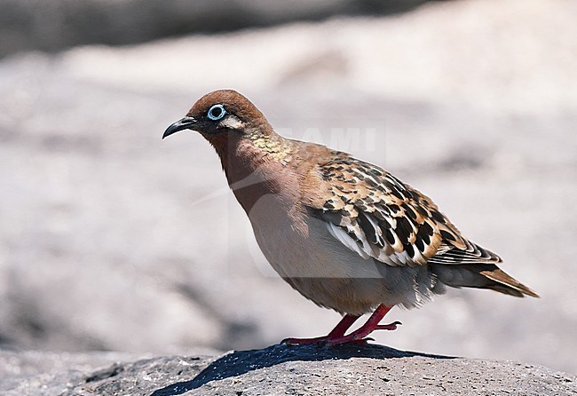 Galapagos Dove (Zenaida galapagoensis) on the Galapagos islands. stock-image by Agami/Laurens Steijn,