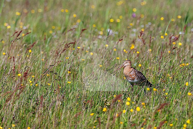 Black-tailed Godwit (Limosa limosa) standing on a wild meadow on Texel, Netherlands. Calling adult from the ground. stock-image by Agami/Marc Guyt,