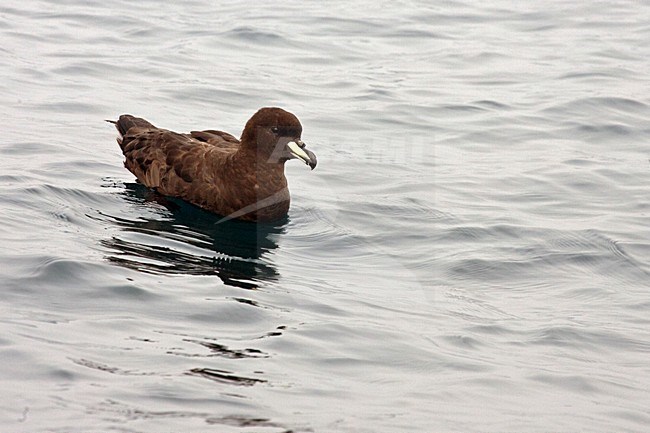 Westlandstormvogel, Westland Petrel, Procellaria westlandica stock-image by Agami/Martijn Verdoes,