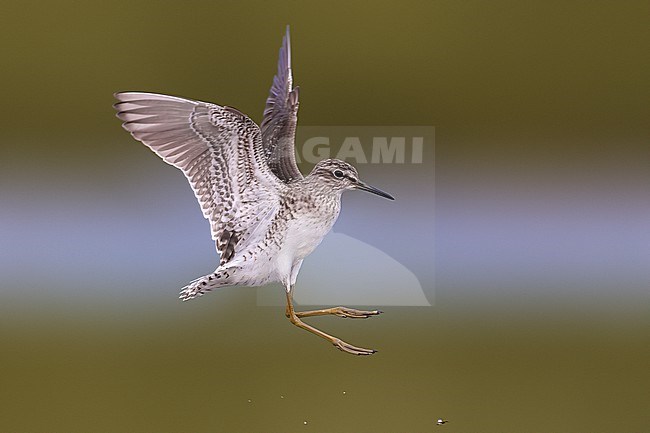 Wood Sandpiper (Tringa glareola) in Italy. stock-image by Agami/Daniele Occhiato,