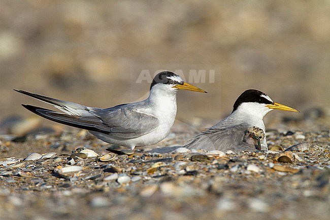 Little Tern (Sternula albifrons) pair at their nest on the beach with one chick at a coastal site in Cadiz, southern Spain. stock-image by Agami/Oscar Díez,