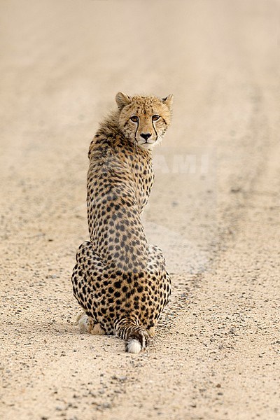 Jachtluipaard; Cheetah stock-image by Agami/Walter Soestbergen,