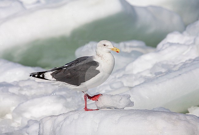 Slaty-backed Gull (Larus schistisagus) wintering on Hokkaido, Japan. Adult standing on ice flow off the harbor of Rausu. stock-image by Agami/Marc Guyt,