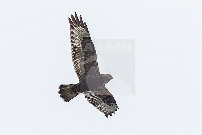 Rough-legged Hawk (Buteo lagopus sanctijohannis) flying over Pico, Corvo, Corvo, Azores, Portugal. stock-image by Agami/Vincent Legrand,