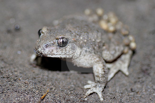 Common Midwife Toad (Alytes obstetricans) taken the 12/04/2023 at Oraison - France. stock-image by Agami/Nicolas Bastide,