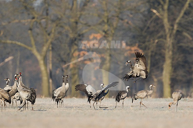 Common Crane - Kranich - Grus grus ssp. grus, Germany (Sachsen), winter group stock-image by Agami/Ralph Martin,