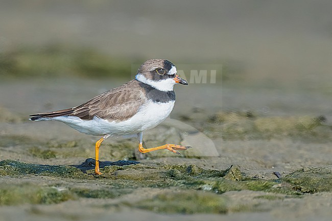 Adult breeding
Galveston Co., TX
April 2023 stock-image by Agami/Brian E Small,