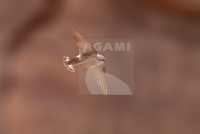 Middle East Pale Crag-Martin (Ptyonoprogne obsoleta obsoleta) flying over Petra, Jordan. stock-image by Agami/Vincent Legrand,